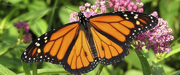 Butterfly Garden Dedication